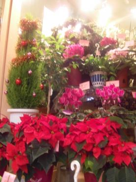 Facebook｜「花の福いち」　（福岡県福岡市中央区の花キューピット加盟店 花屋）のブログ